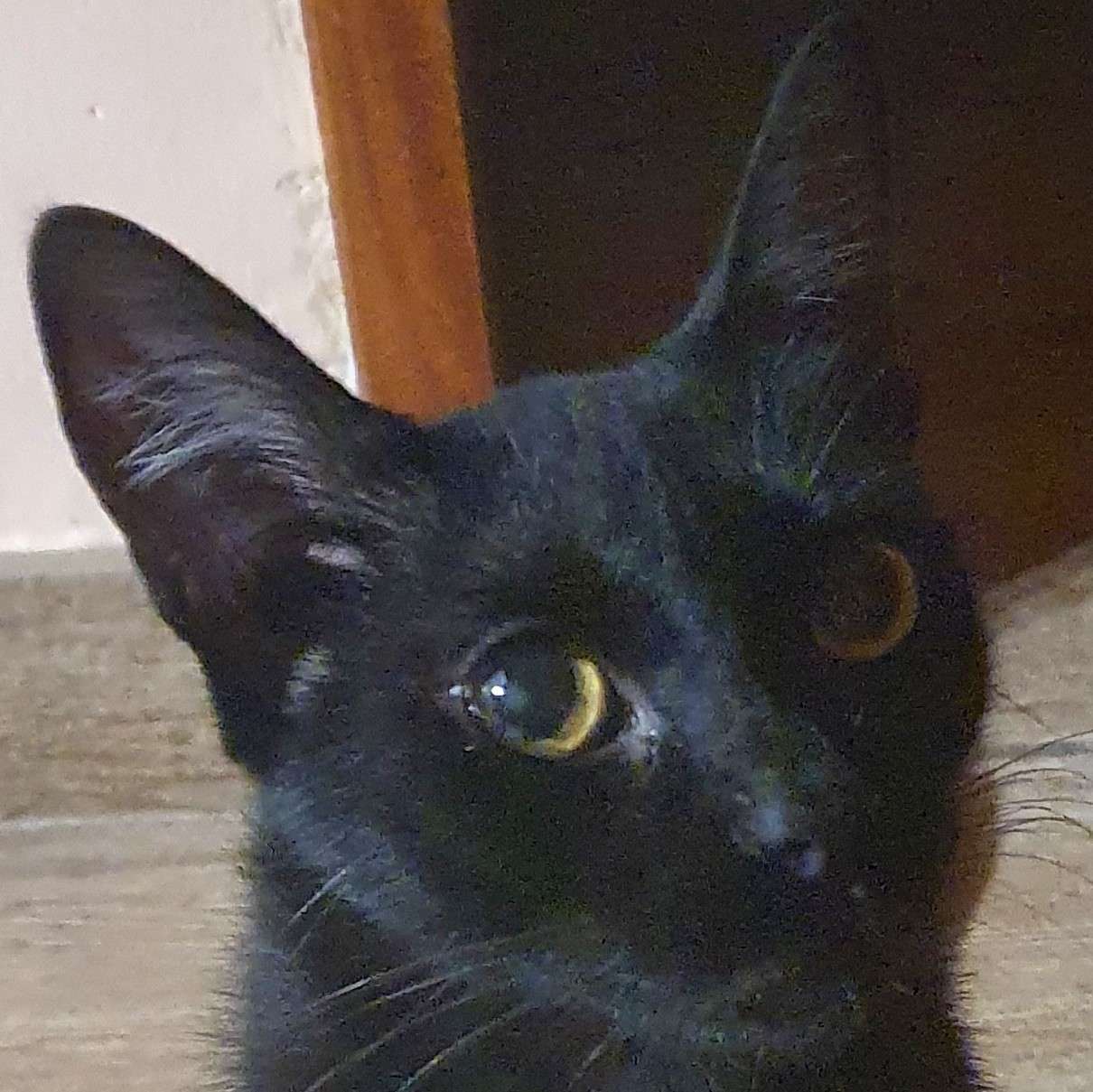 Caiman, a black cat, looking at the camera with his head tilted to the left.